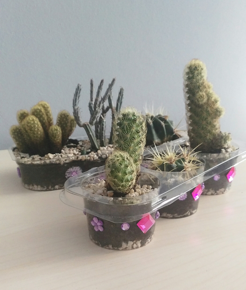 Maceta de cactus, reciclando plásticos